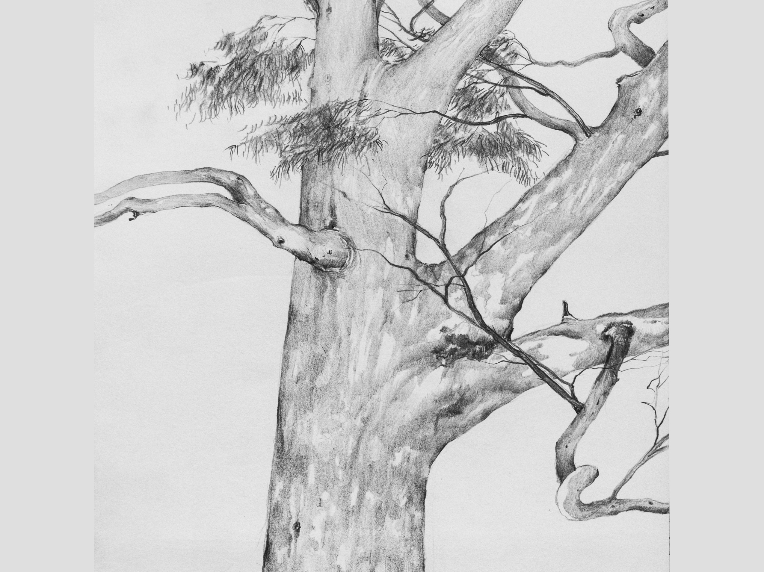 large eucalyptus tree in royal park